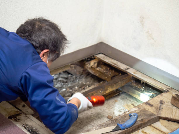 Best White Mold Remediation in Fort Rucker, AL