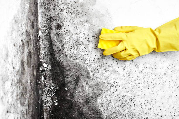 Best Residential Mold Remediation in Fort Rucker, AL