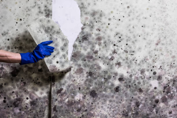 Best Mold Testing and Inspection Services in Fort Rucker, AL