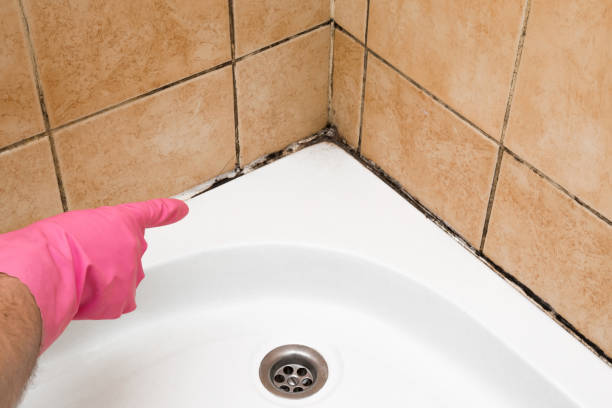 Professional Mold Remediation in Fort Rucker, AL