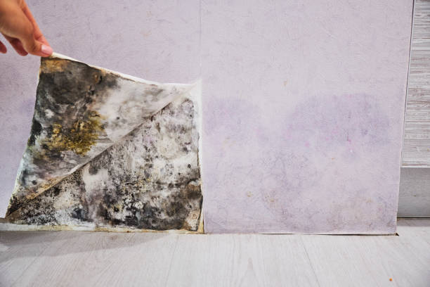 Best Emergency Mold Remediation in Fort Rucker, AL